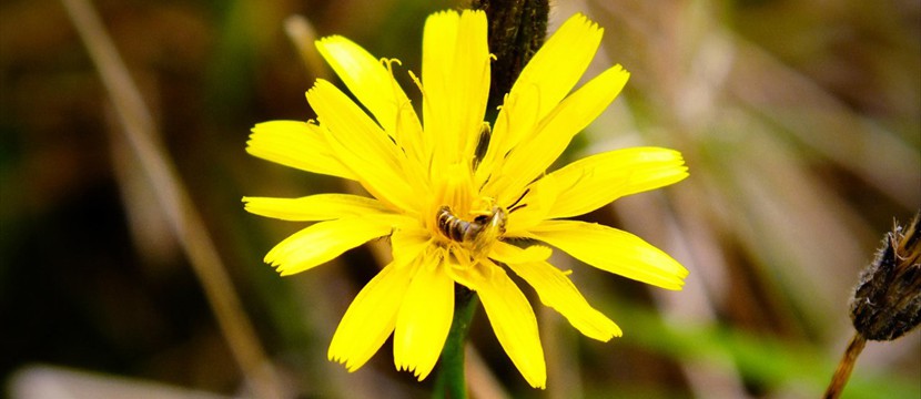 Flower jquery image slideshow